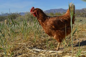 egg laying hen